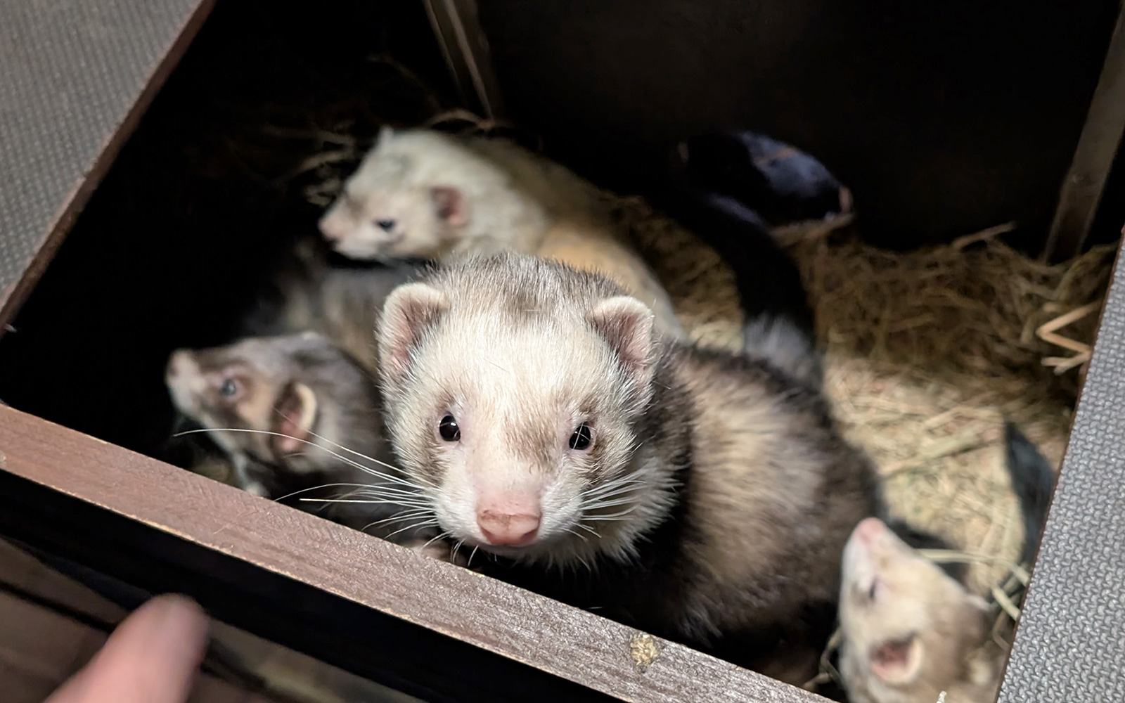 Advent zwischen Mähnenschwein und Frettchen